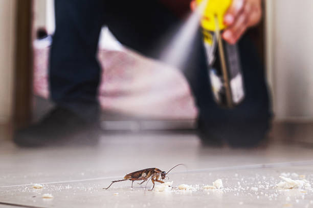 Trusted White Marsh, MD Pest Control Experts